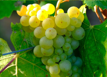 Il Vermentino: un vino iconico per brindisi estivi e oltre